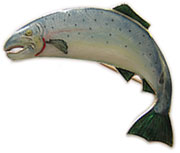 enamelled salmon brooch